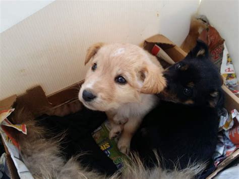 regalo cuccioli palermo|Cuccioli in vendita a Palermo .